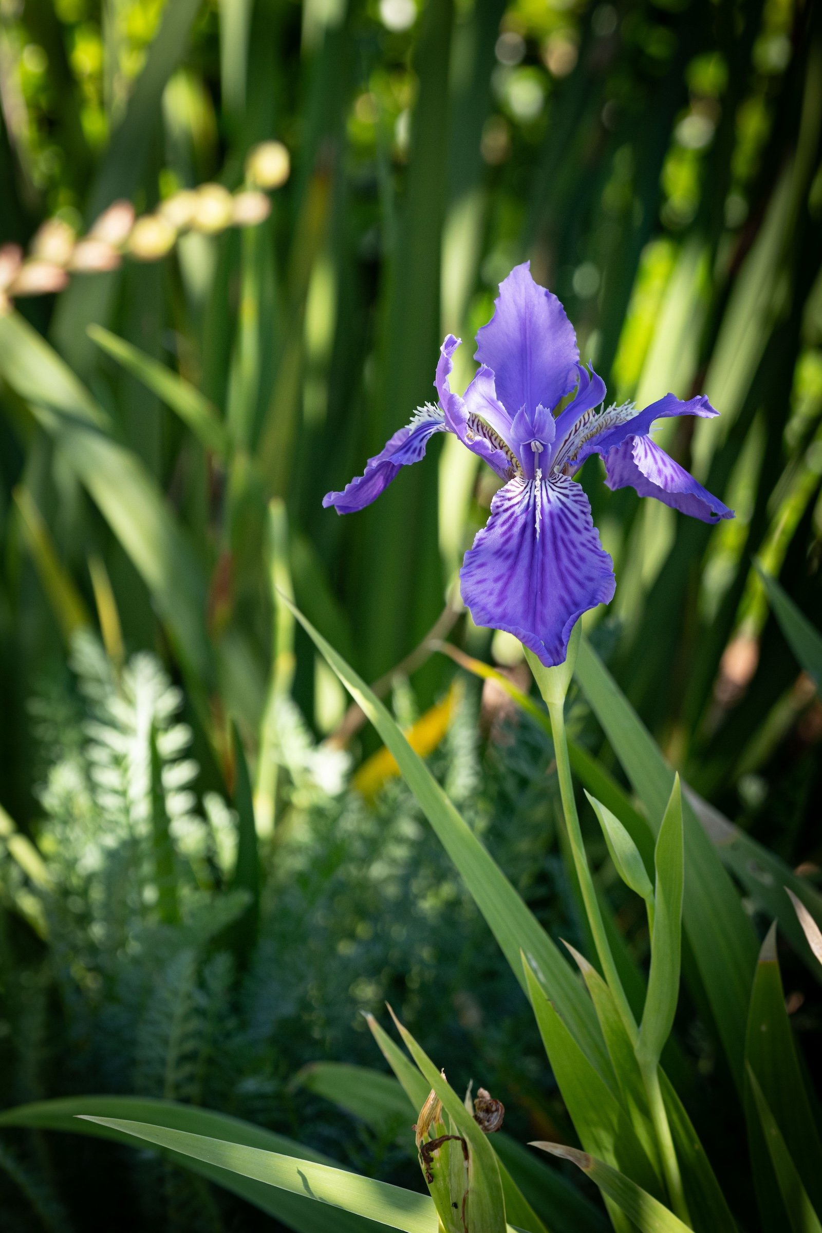 7.iris-2