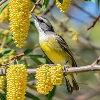 honeyeater bird collecting nectar in melbourne-1