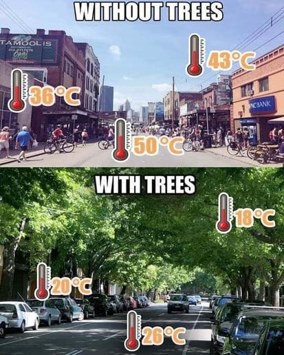 Street-without-trees-and-with-trees-temperatures