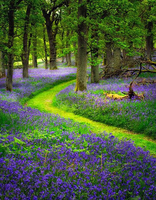 bluebells path