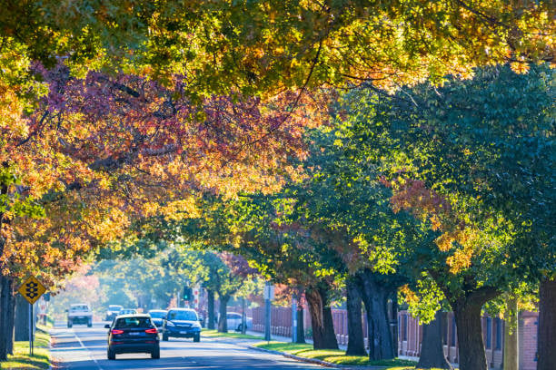 mont albert road surry hills victoria