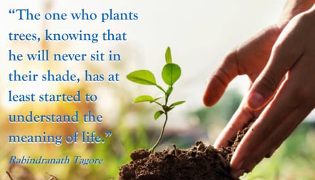 plants trees quote