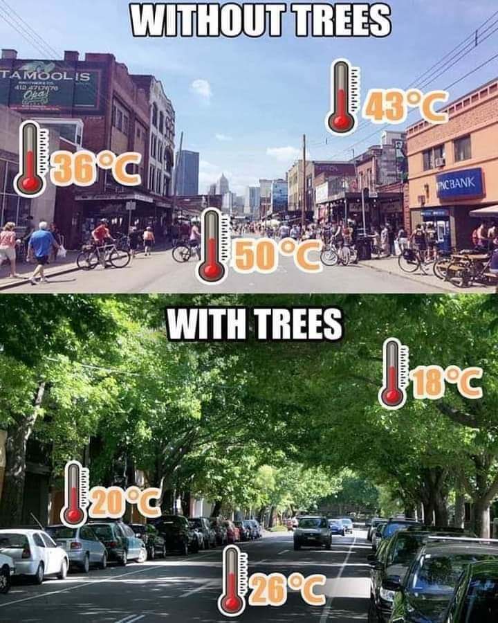 Street-without-trees-and-with-trees-temperatures
